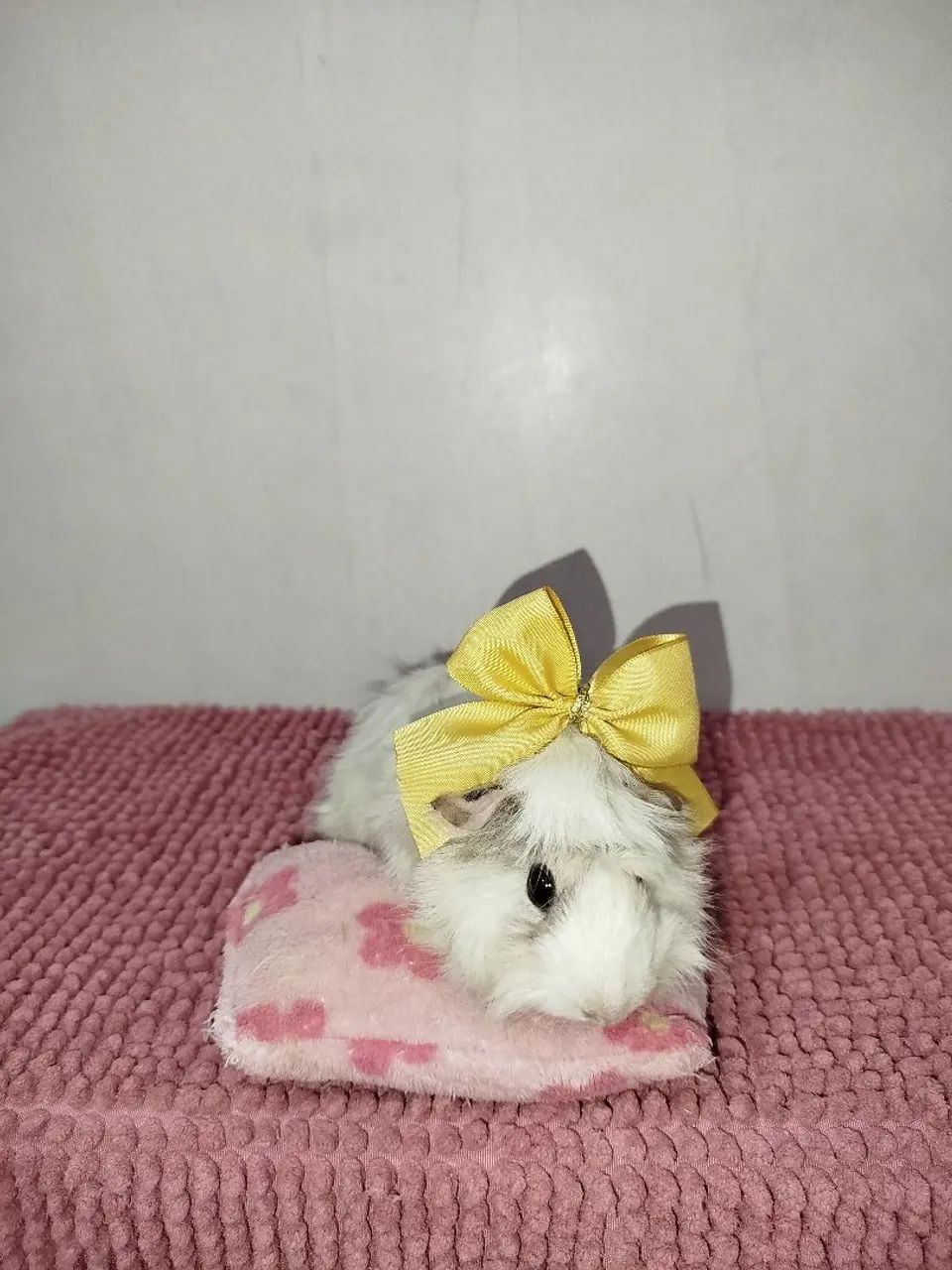 PROMOÇÃO Porquinho da índia Fêmea  - Foto 3