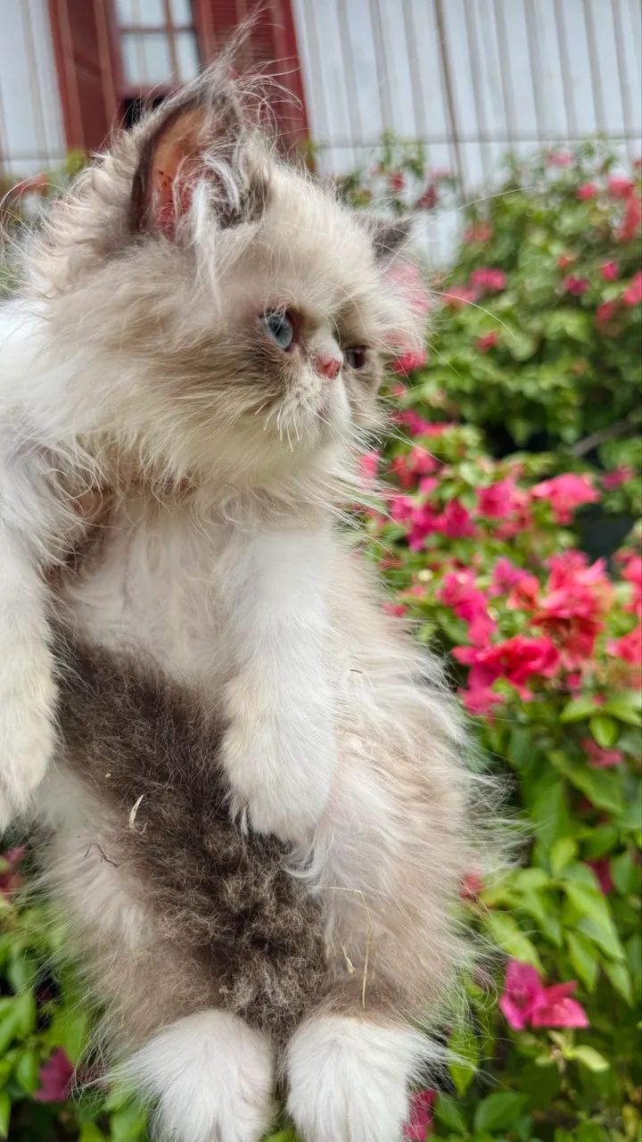 Gato Persa filhote macho  - Foto 2