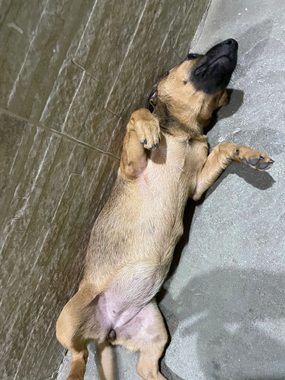 Cachorra vira-lata 6 meses - Foto 5
