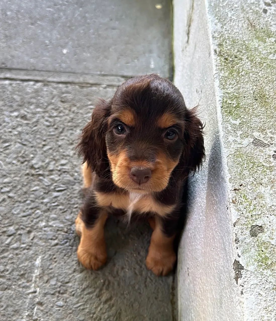 Cocker spaniel inglês fêmea