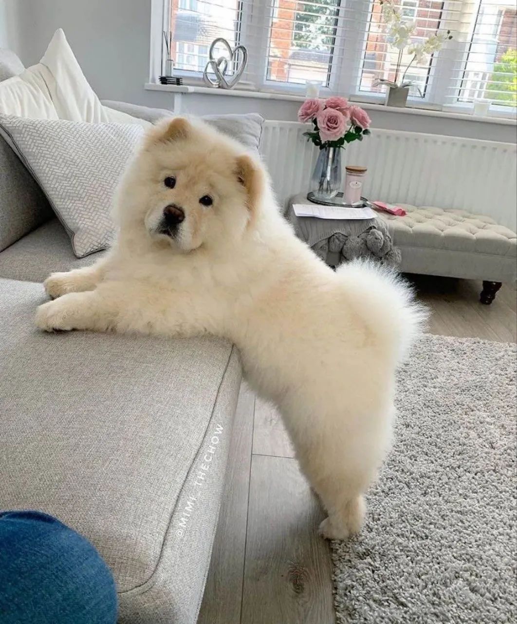 Filhote Chow-chow, Seu novo melhor amigo está só esperando um nome!