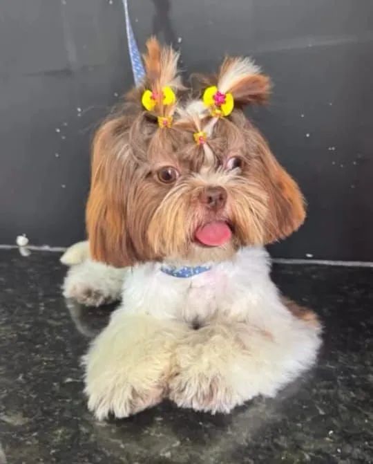 Cão Shitzu 