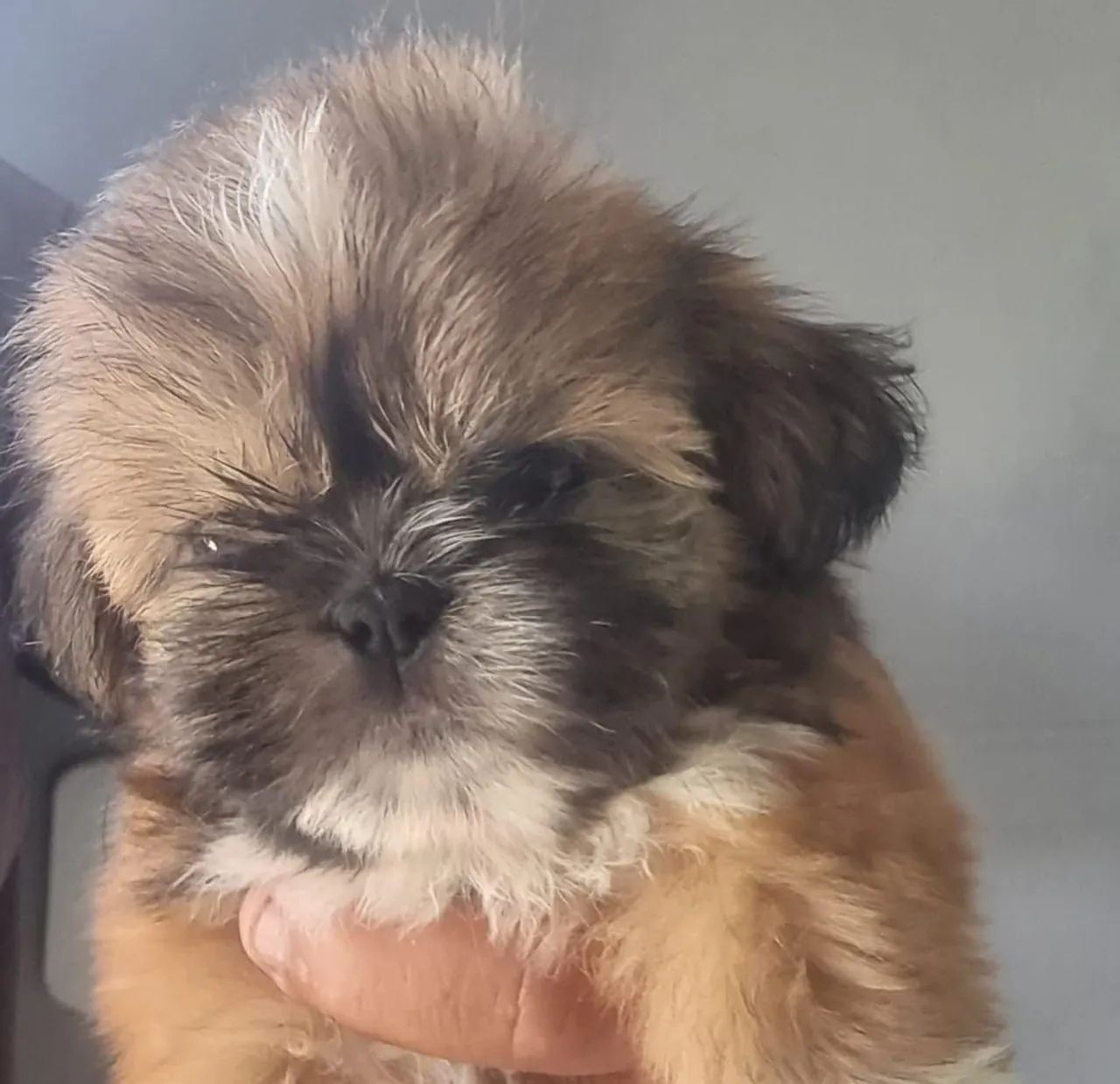 VENDO SHIH TZU MACHO  - Foto 4