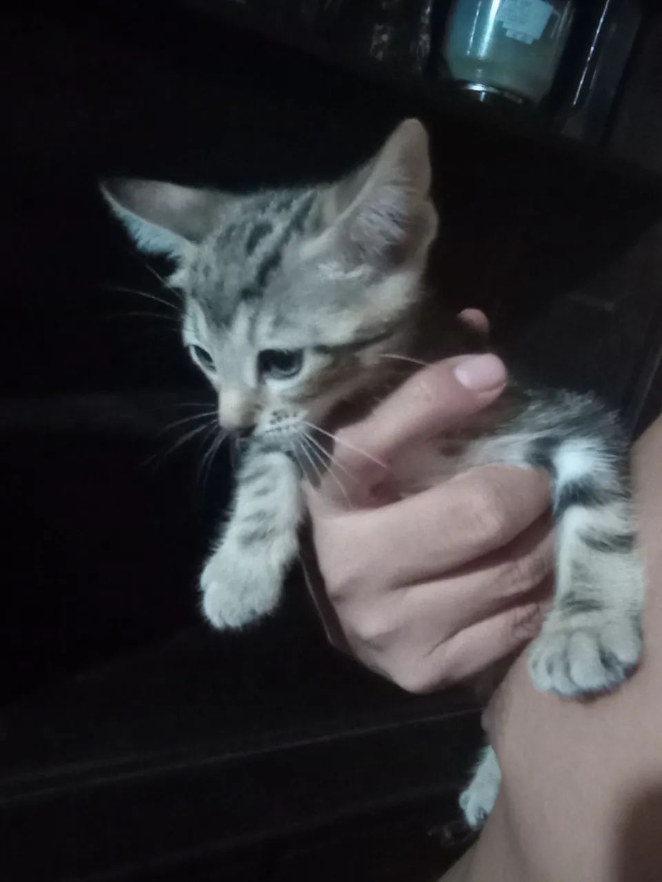 Filhotes de gatos  - Foto 6