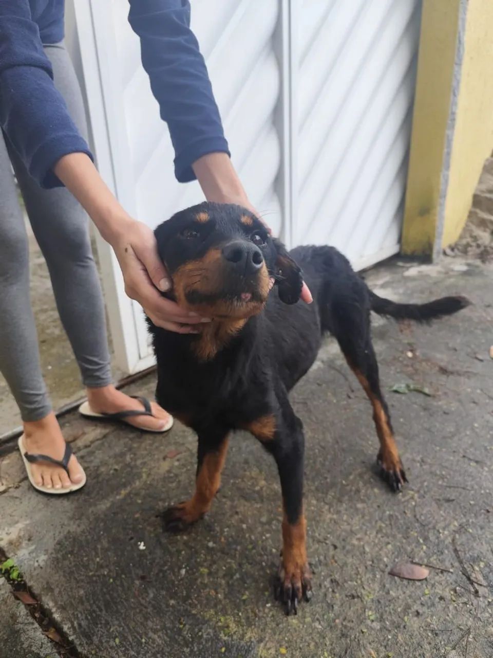 Doação cachorra