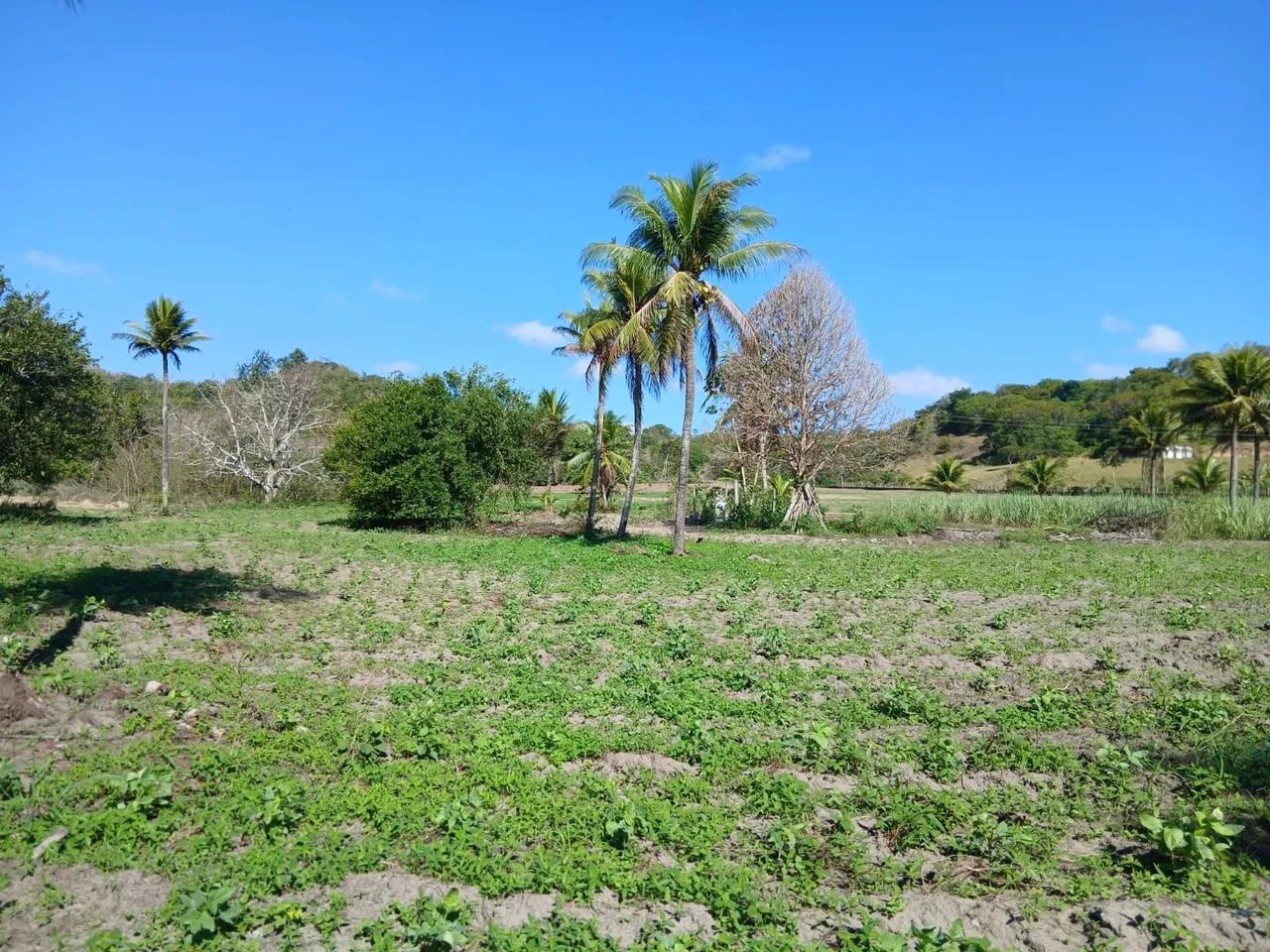 Sítio com 9 hectares de terra 90.000 m. Quadrado. Com água dentro  - Foto 2