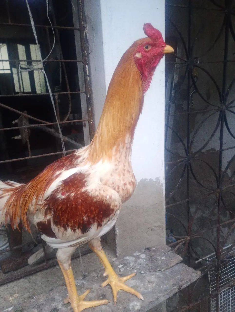 Frango de raça  - Foto 2