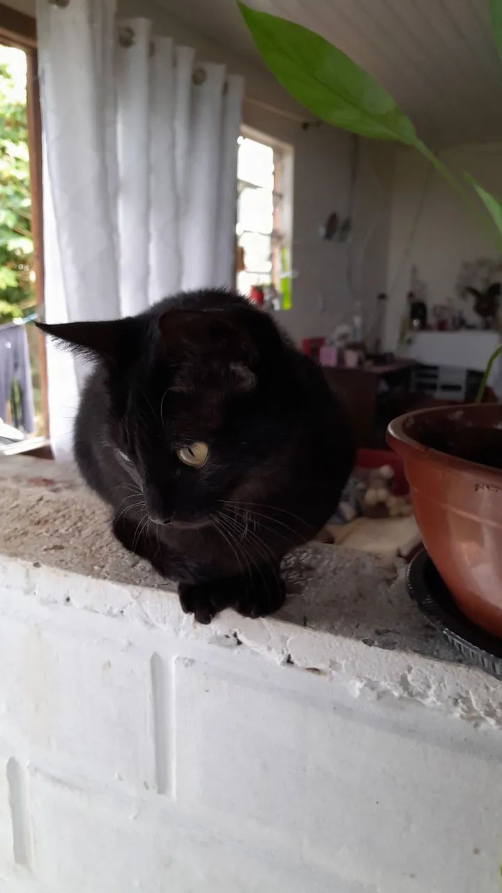 Doando uma gatinha