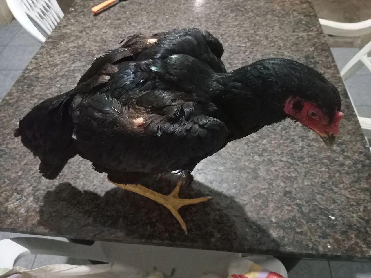 Galinha 65048973219331122