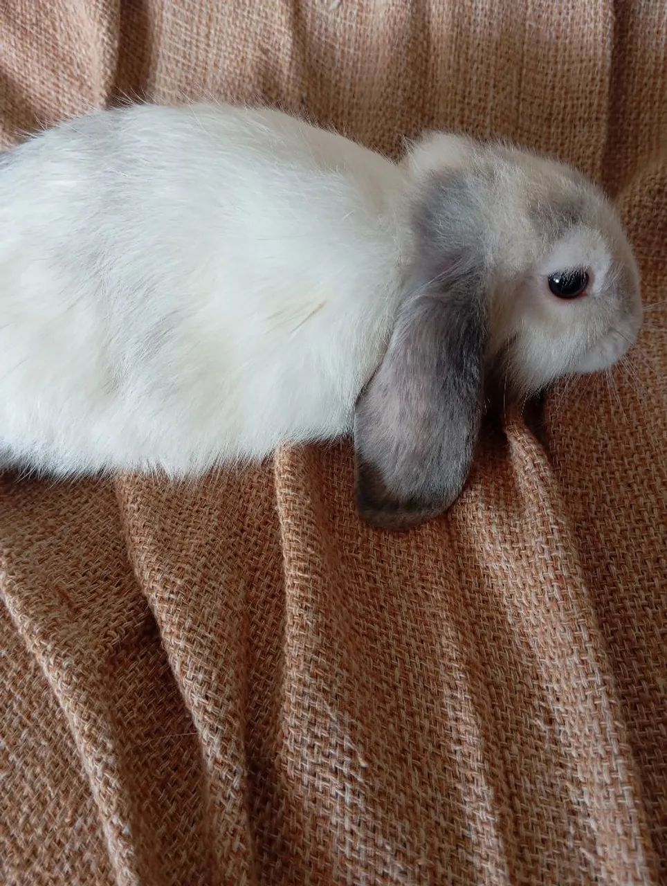 Lindos coelhos, da raça mini lop Uruguai, e fuzzy lop siamês. - Foto 5