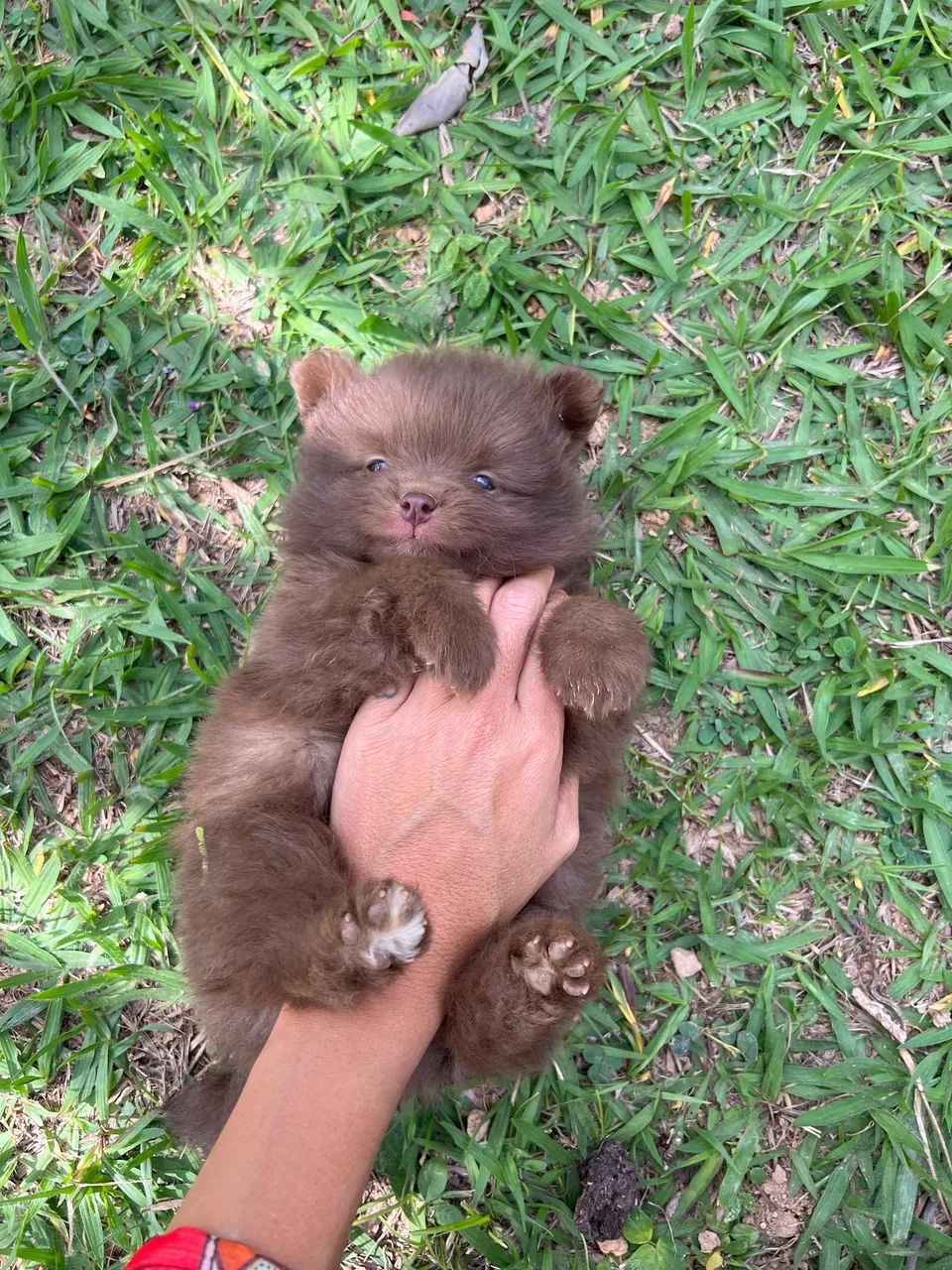 Pomsky com pedigree - Foto 5