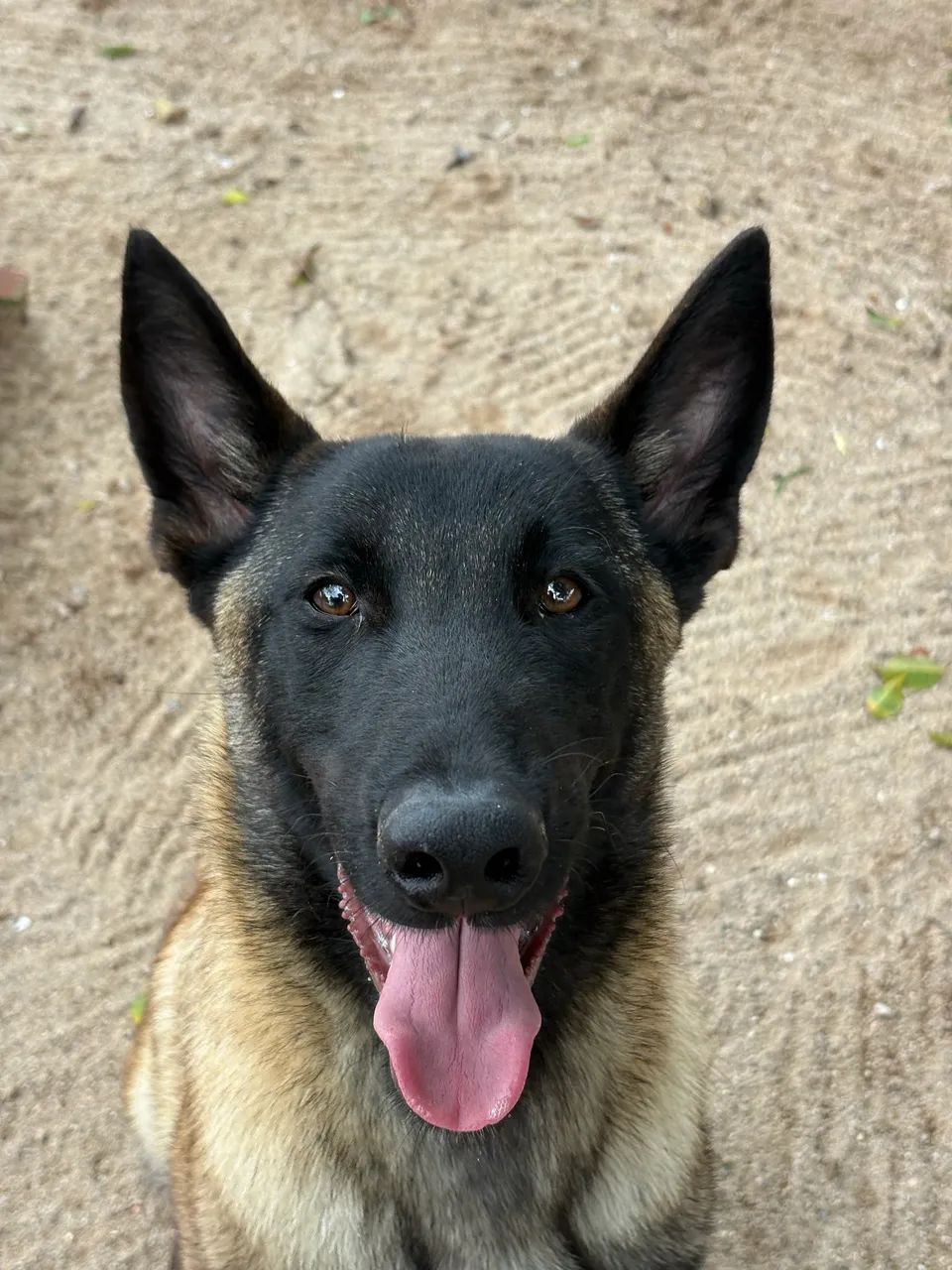 Filhote Pastor Belga Malinois