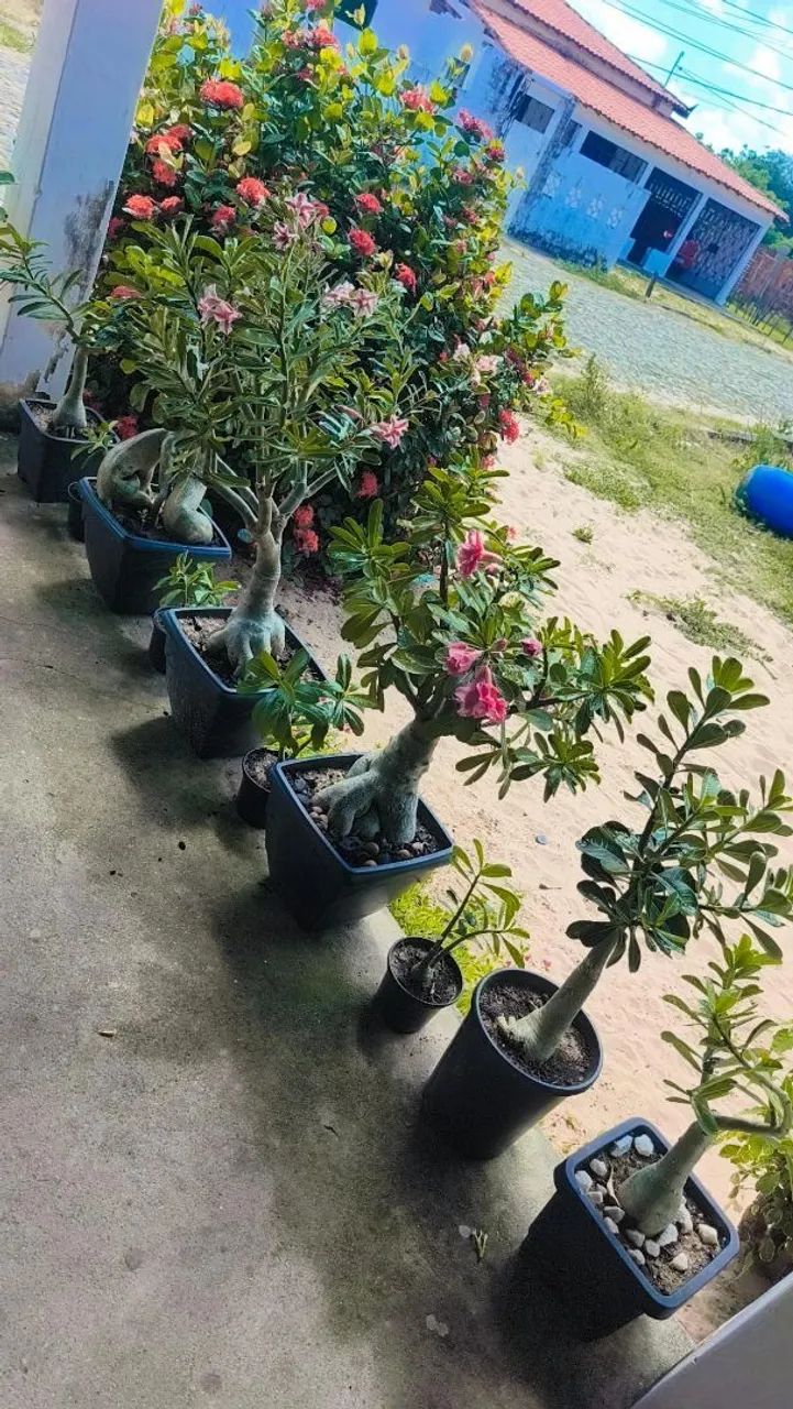 Plantas - Foto 3