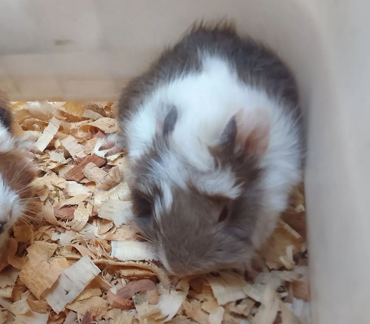 Porquinho da Índia  65 - Foto 2