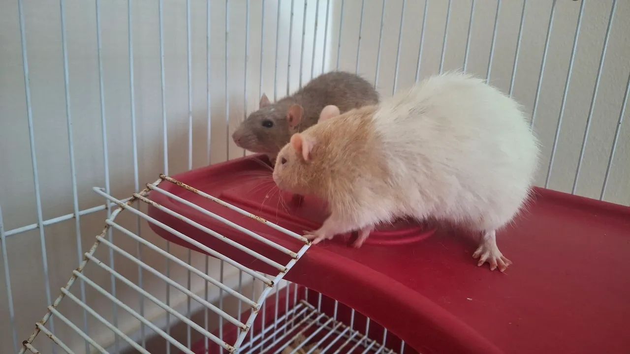 DOAÇÃO DE CASAL DE RATO TWISTER 