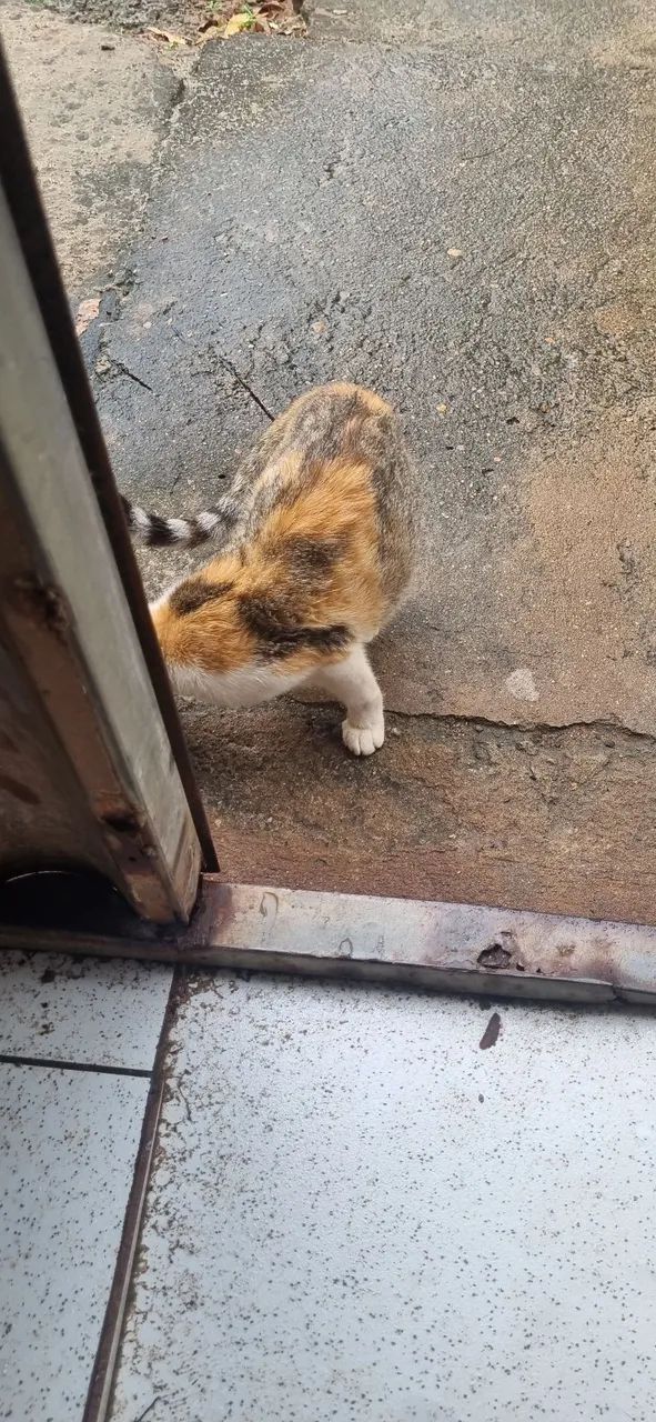 Gatinha - Foto 4