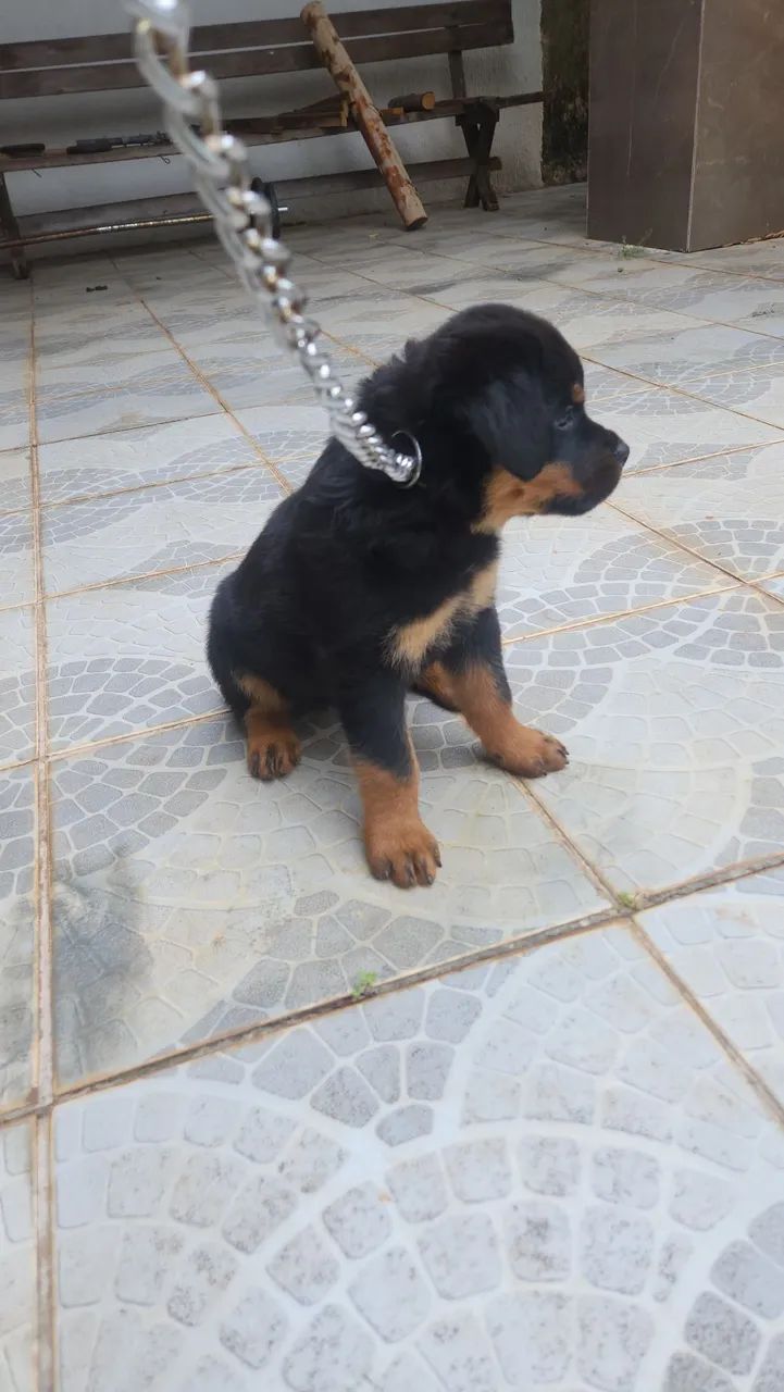 FILHOTES ROTWEILLER- OTIMA GENÉTICA- IMPERDÍVEL * - Foto 2