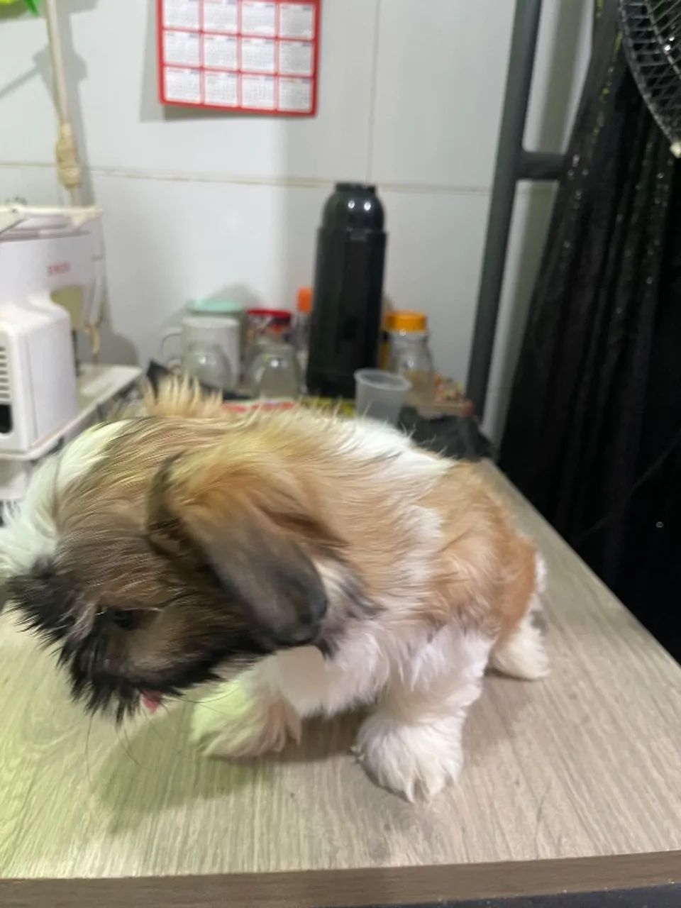 Cachorro  - Foto 2