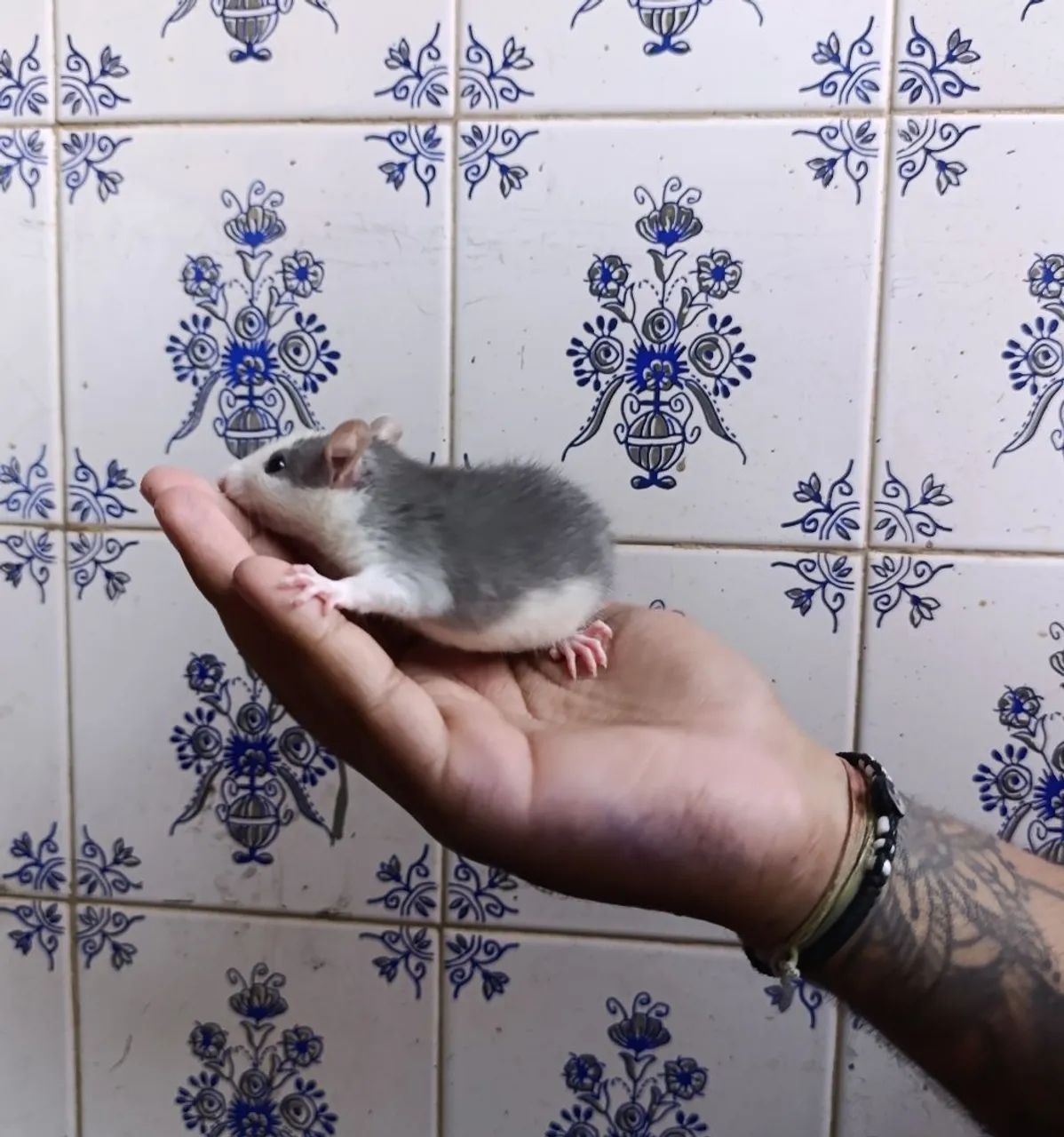 Rato Twister Filhote Husky - Super manso e carinhoso - Foto 4