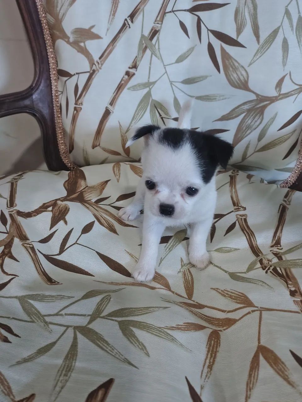 Chihuahua fêmea  - Foto 4