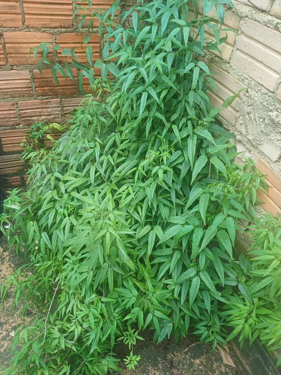 VENDO MUDAS DE CRAJIRU E EM RAMOS TAMBEM  - Foto 4