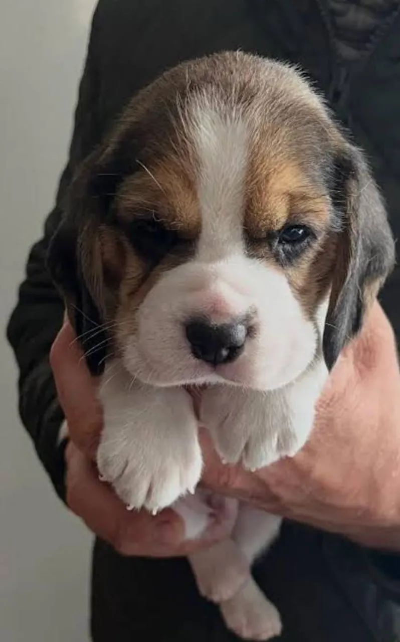 Beagle Mini Filhotes Excelente Temperamento. 