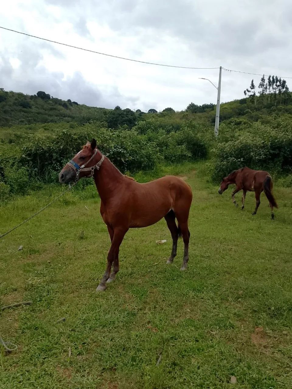 Potra - Foto 4