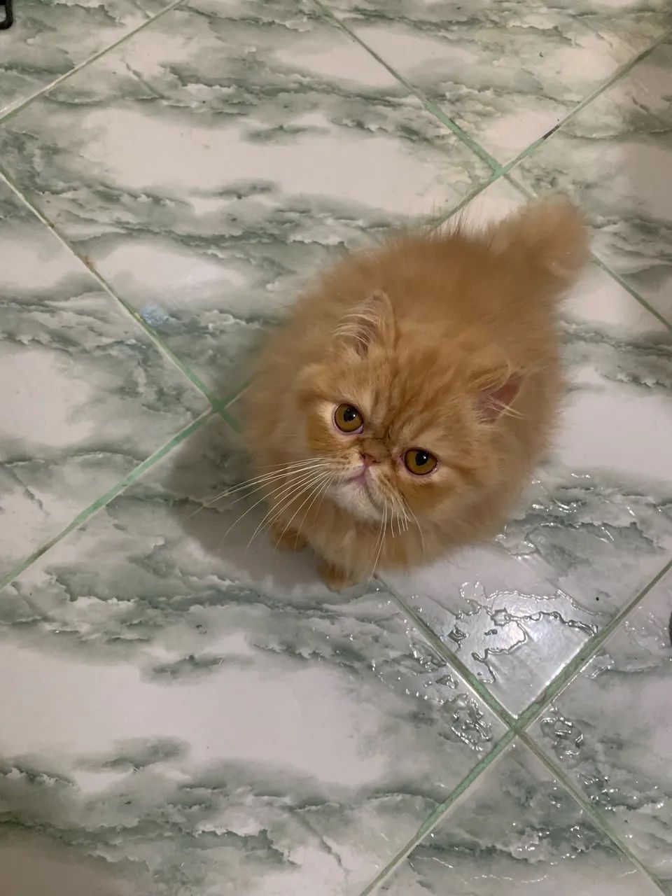 Filhote de Gato persa / vacinado  - Foto 5