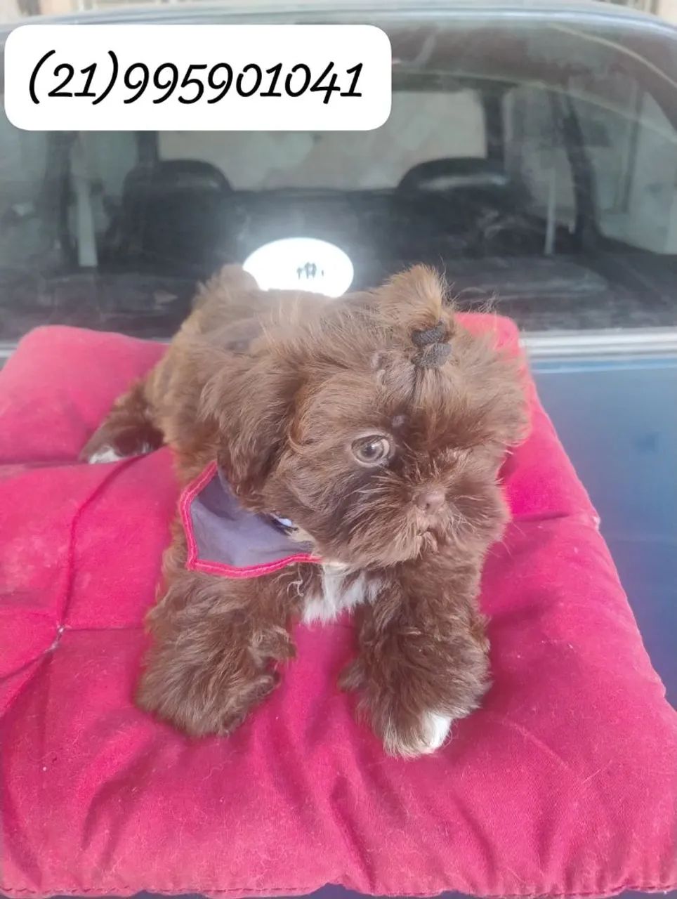 Shih Tzu macho lindíssimo - Foto 5