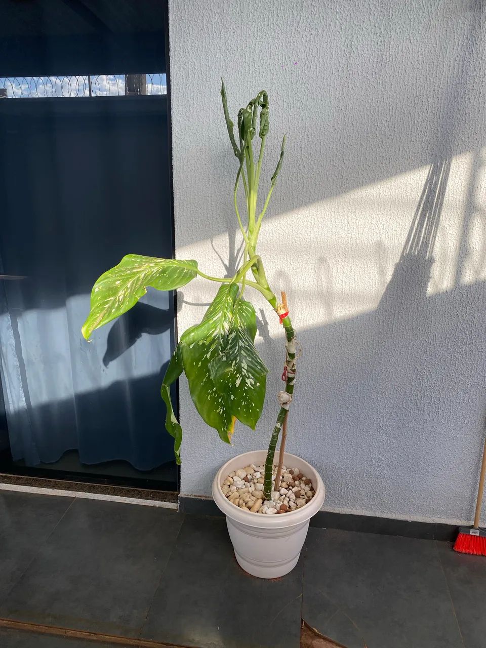 Planta Comigo Ninguém Pode - Foto 3