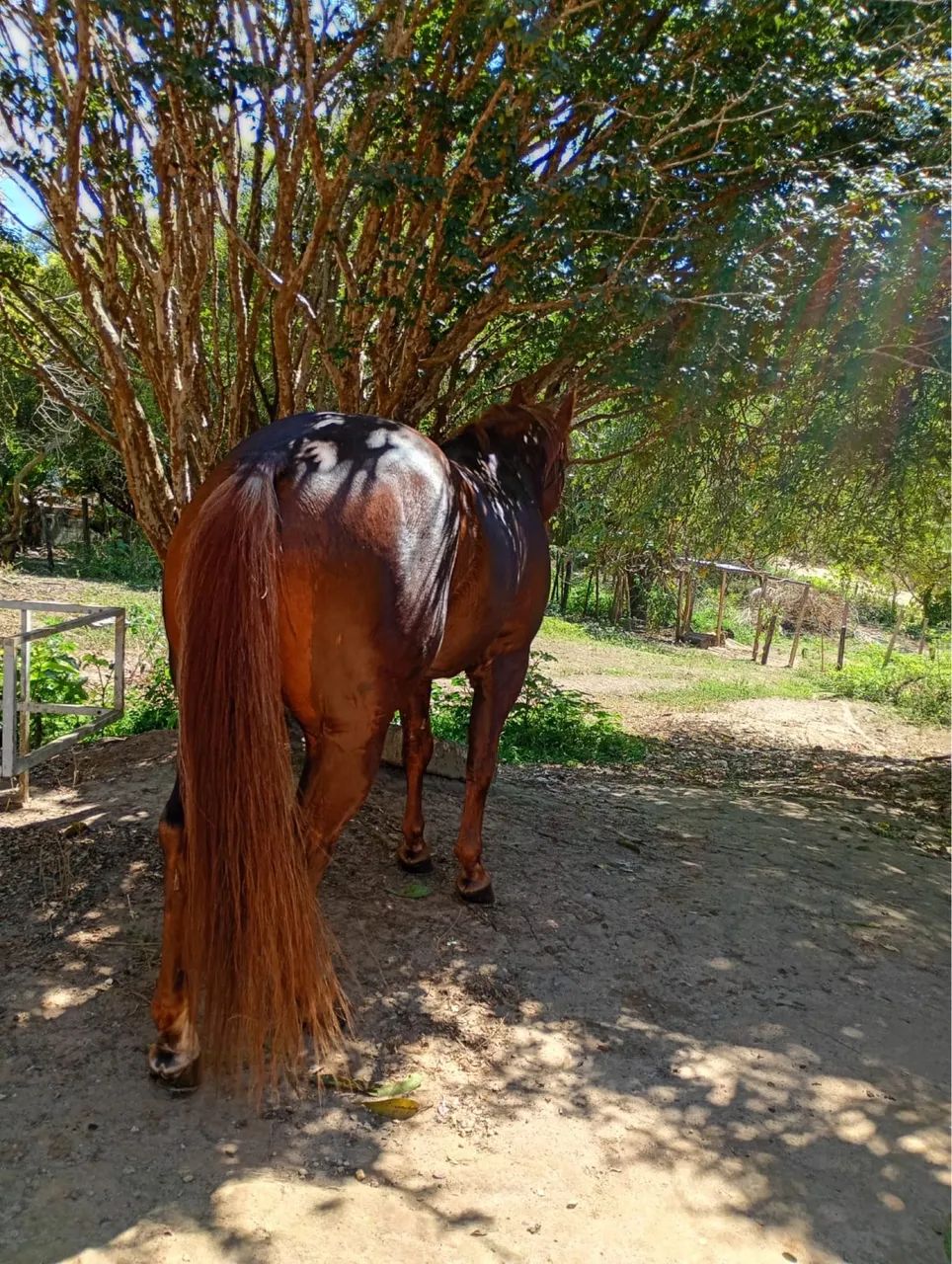 Cavalo quarto de milha  - Foto 4