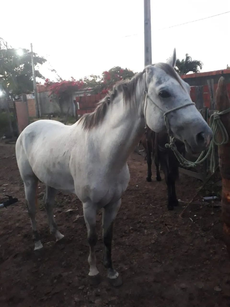 Animal 