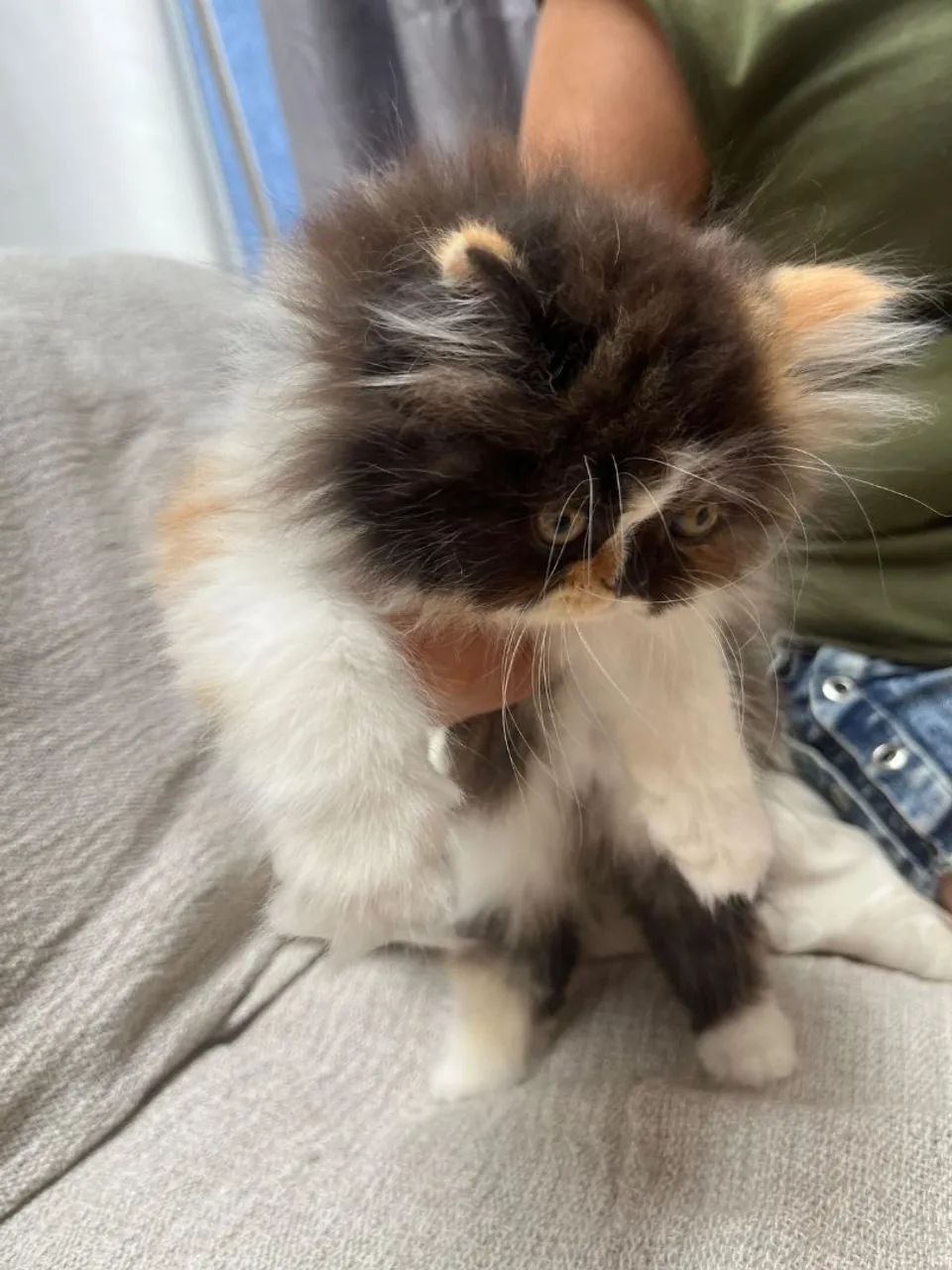 Persas Dollface Americanos  - Foto 4