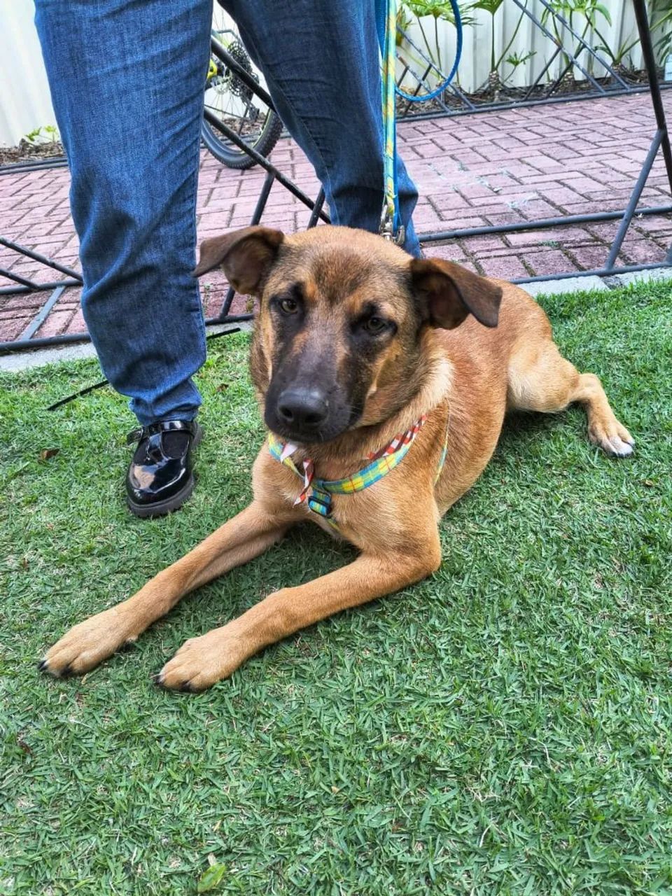Adoção Doação Cachorro 