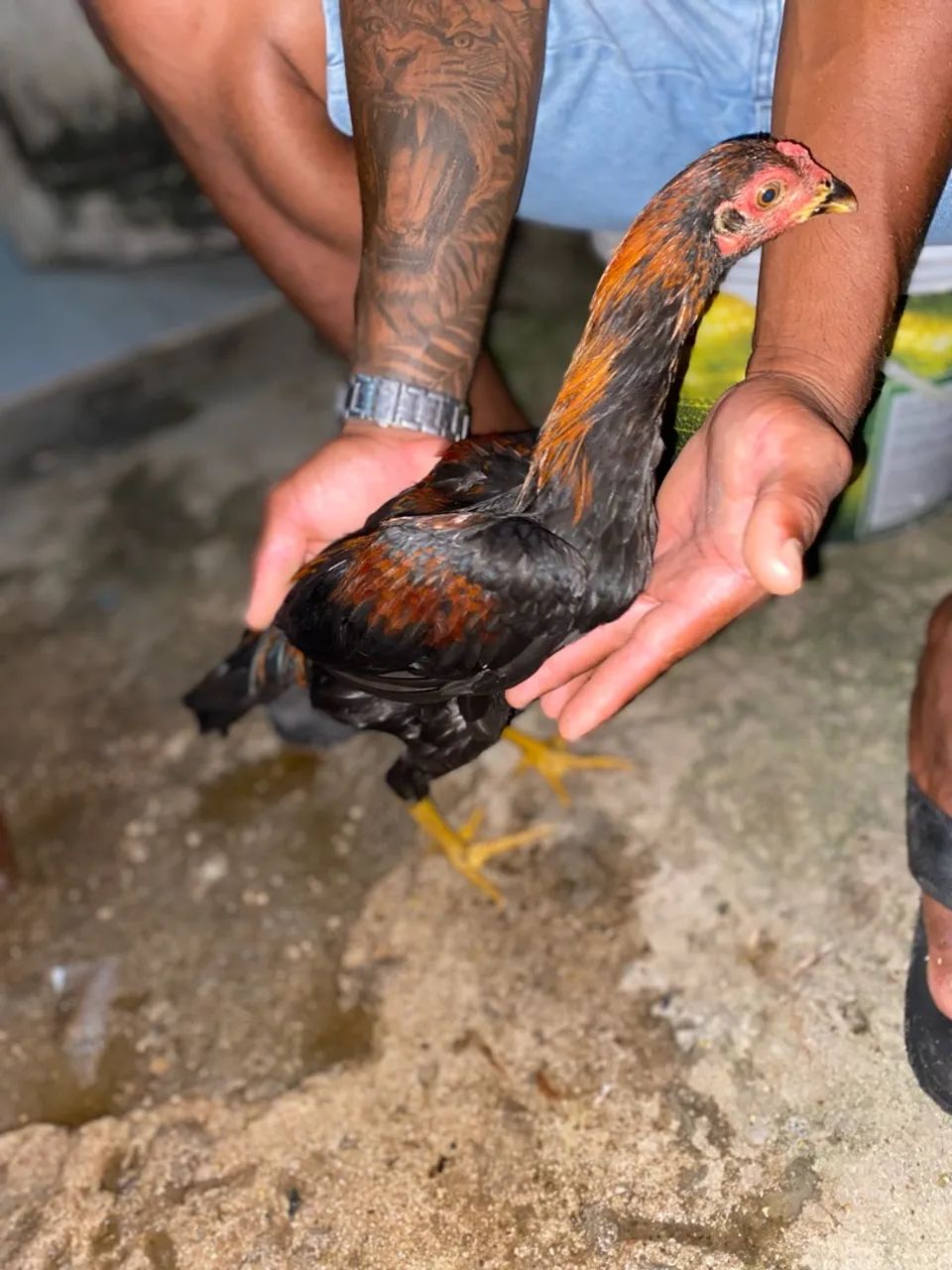 2 casal de frango  - Foto 3