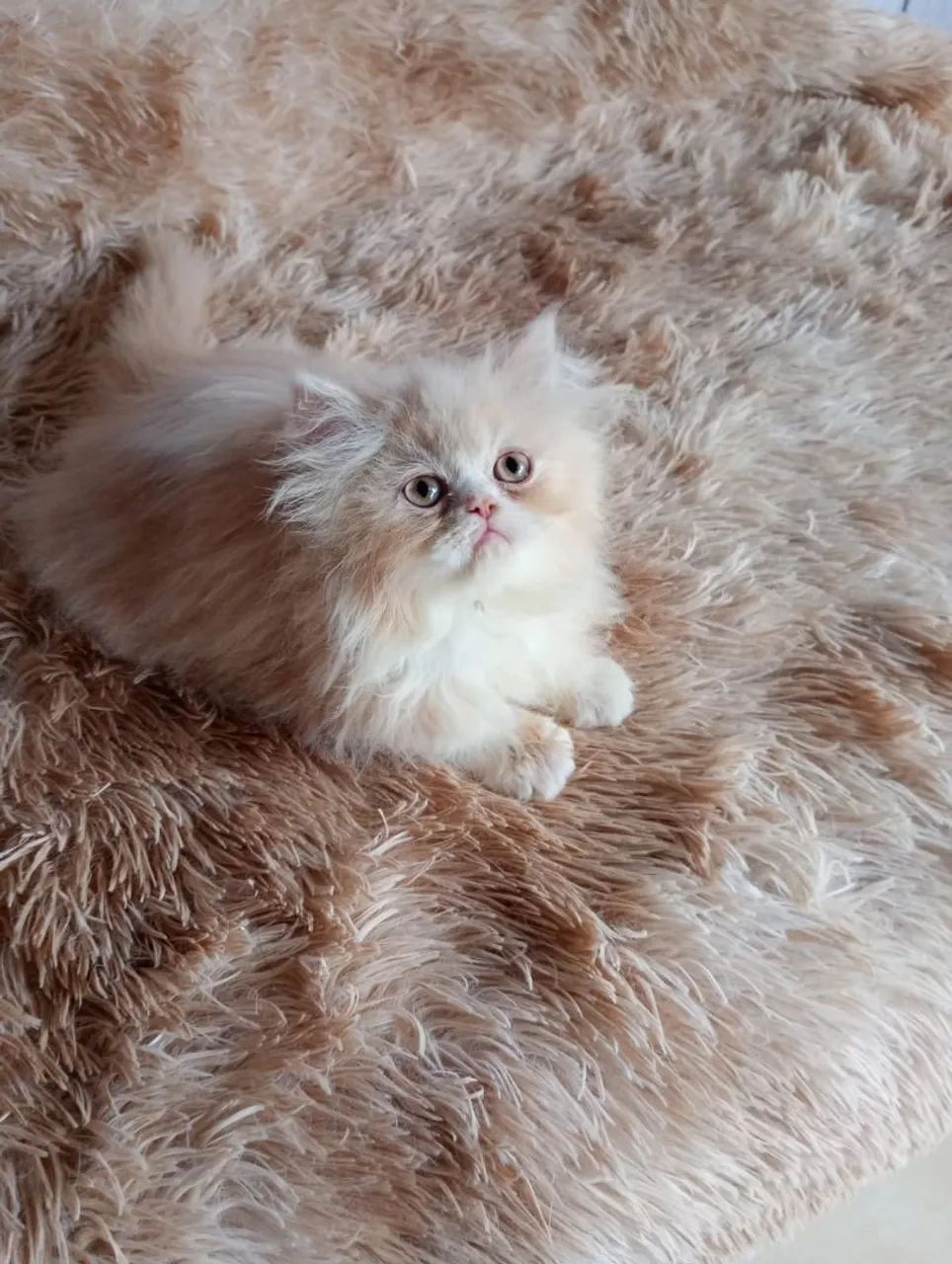 Gatinho persa machinho  - Foto 2