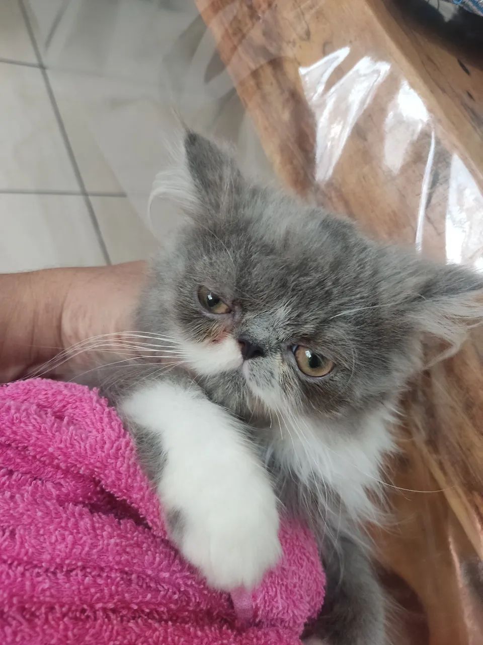 Gatos persas ,casal 