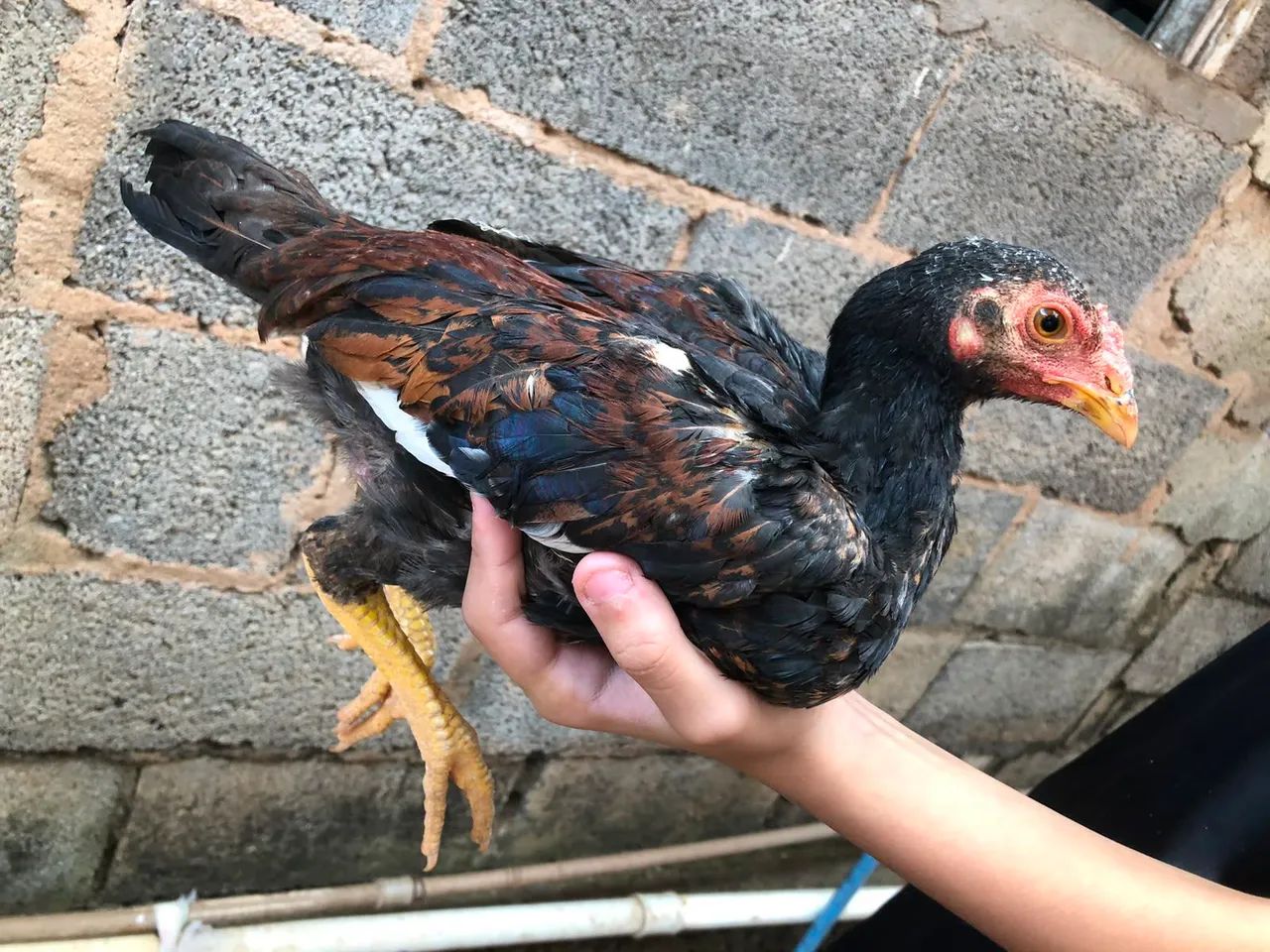 Frangos e frangas  - Foto 4