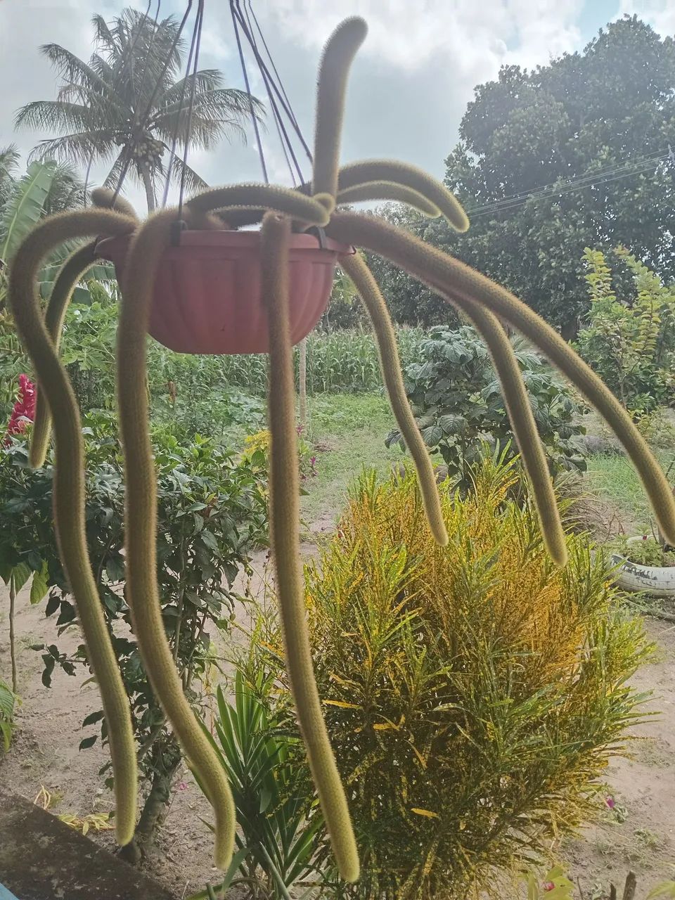 Plantas 