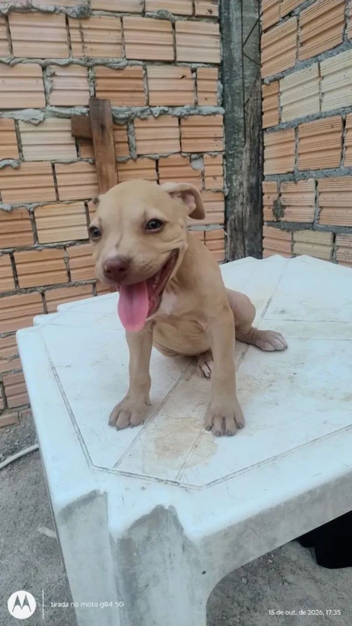 Filhotes de Pitbull puro - Foto 4