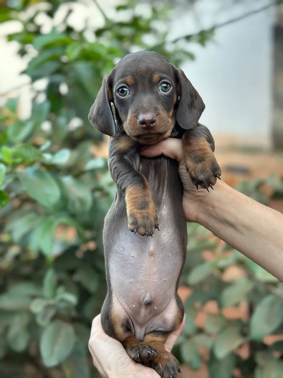 Dachshund/cofap macho chocolate  - Foto 3