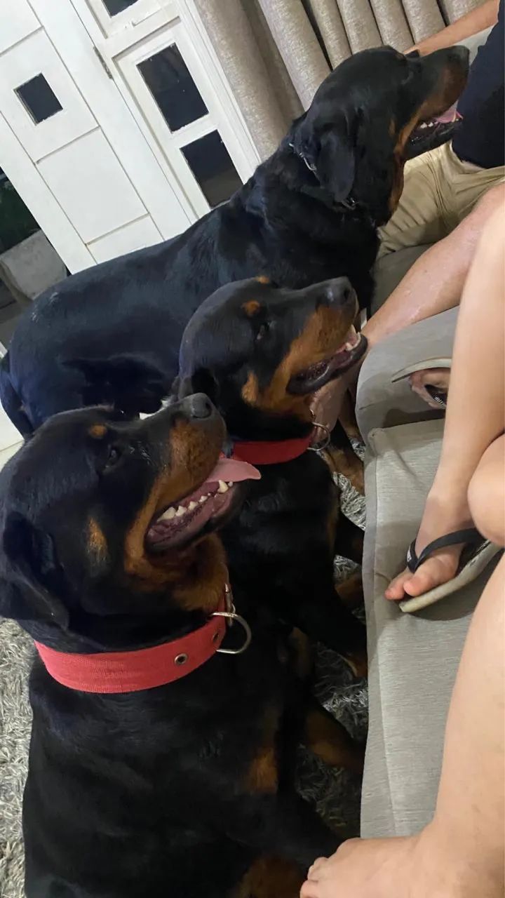 Filhote de Rottweiler  - Foto 5