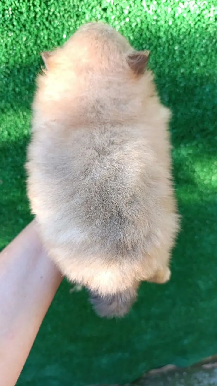 Lulu Spitz  - Foto 2