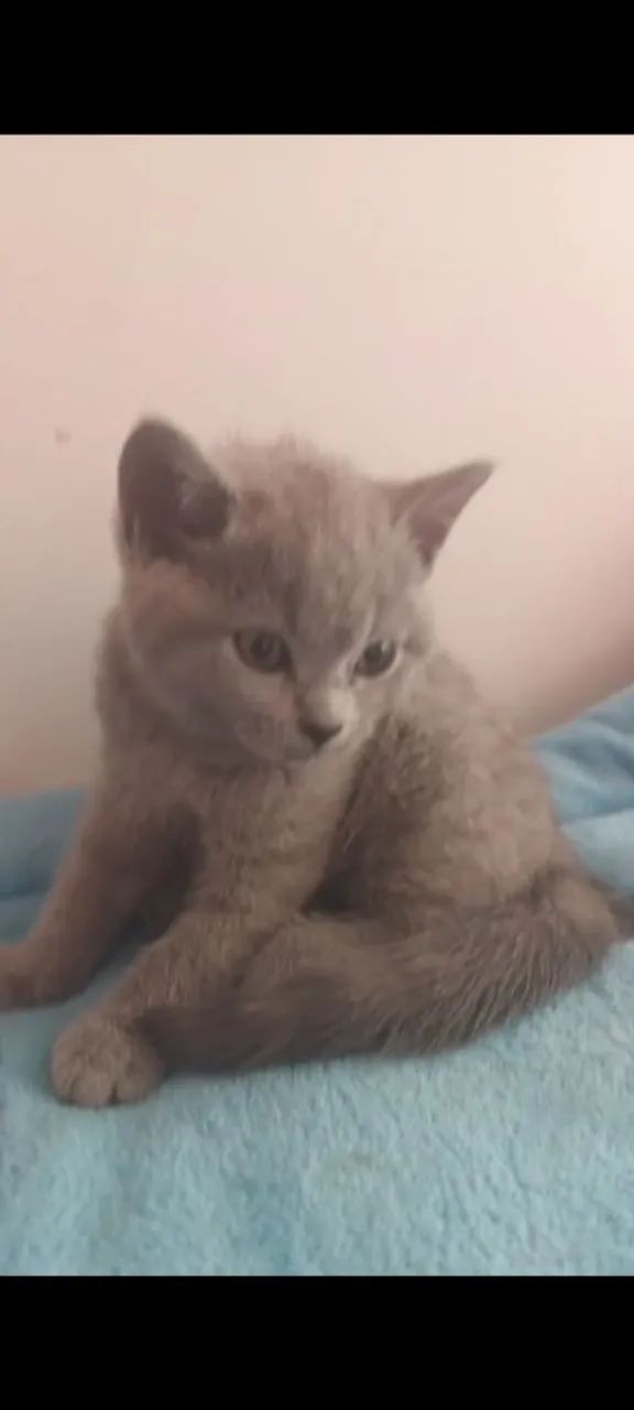 Vêndo BLUE fémea parcela no cartão na loja sona sul jardim miriam 