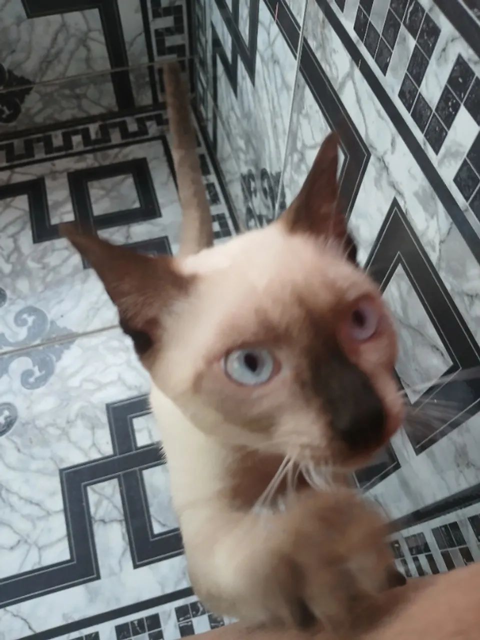 Macho bebê disponível para adoção  - Foto 2