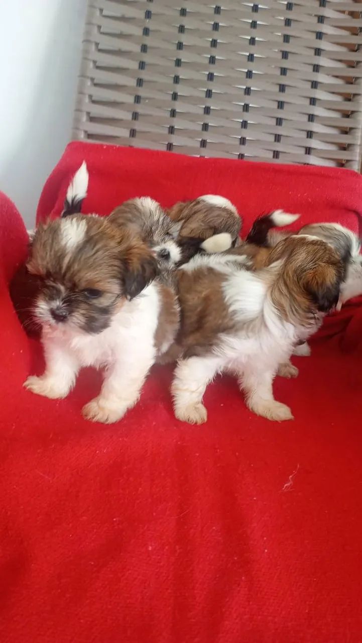Shih Tzu