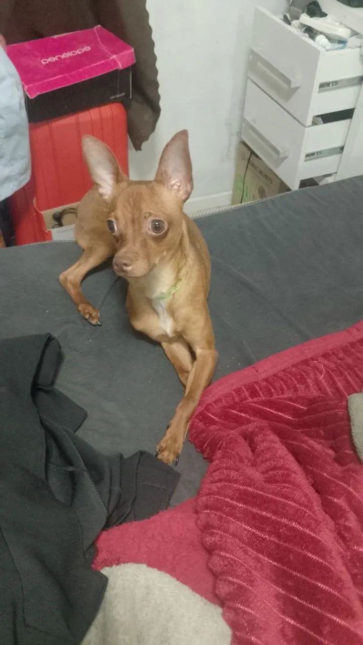 Vendo pinscher 11 meses... 