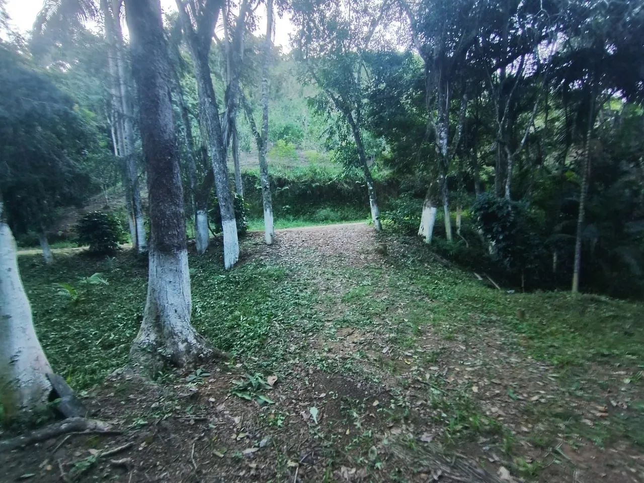 Vendo chácara em Cerro azul  - Foto 3
