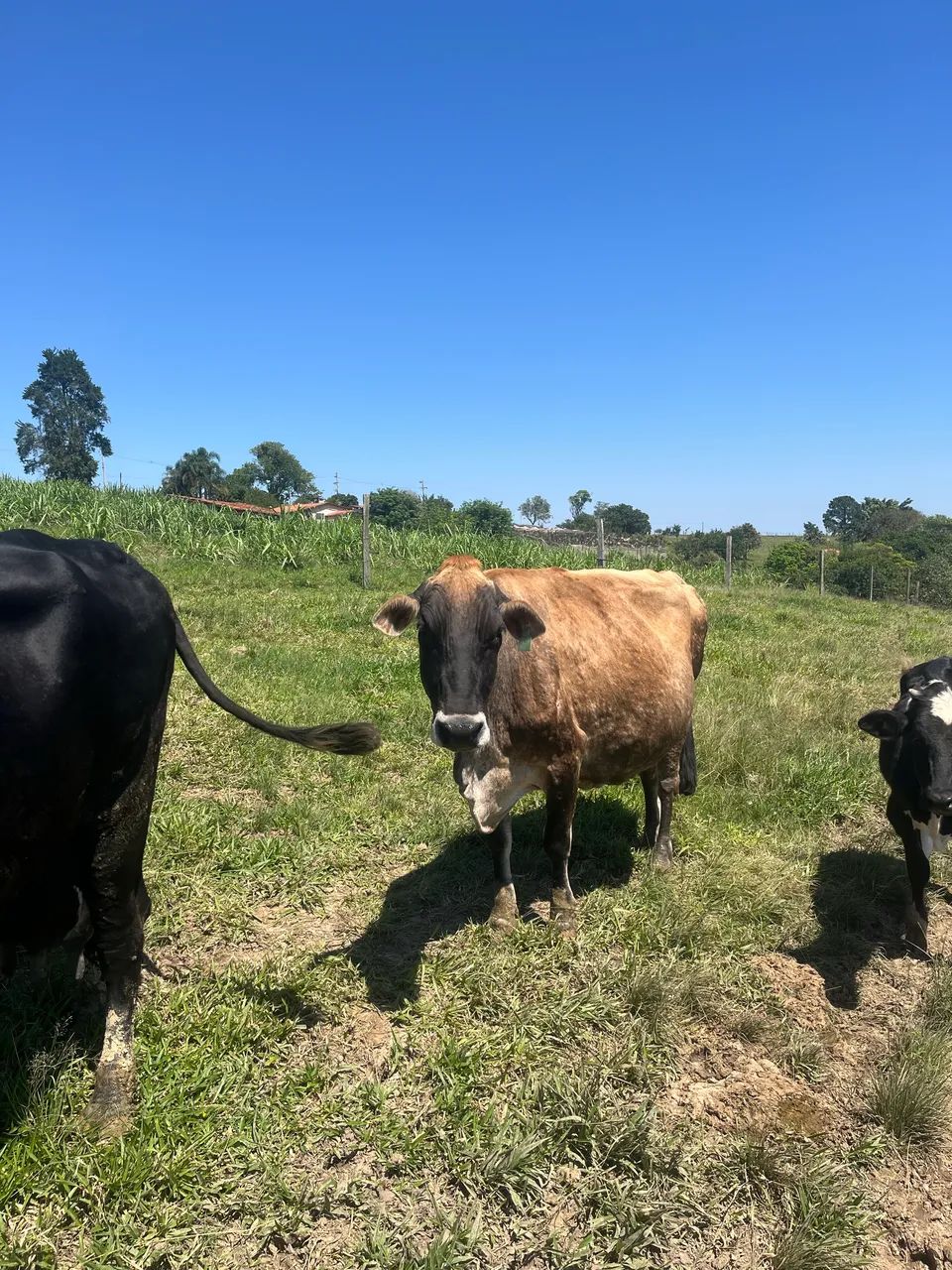 Vacas - Foto 3