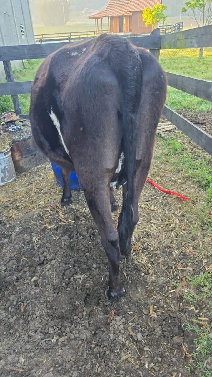 Vaca